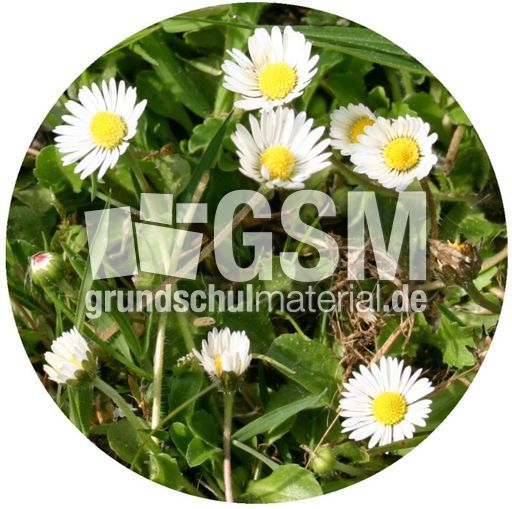 Gänseblümchen-2.jpg